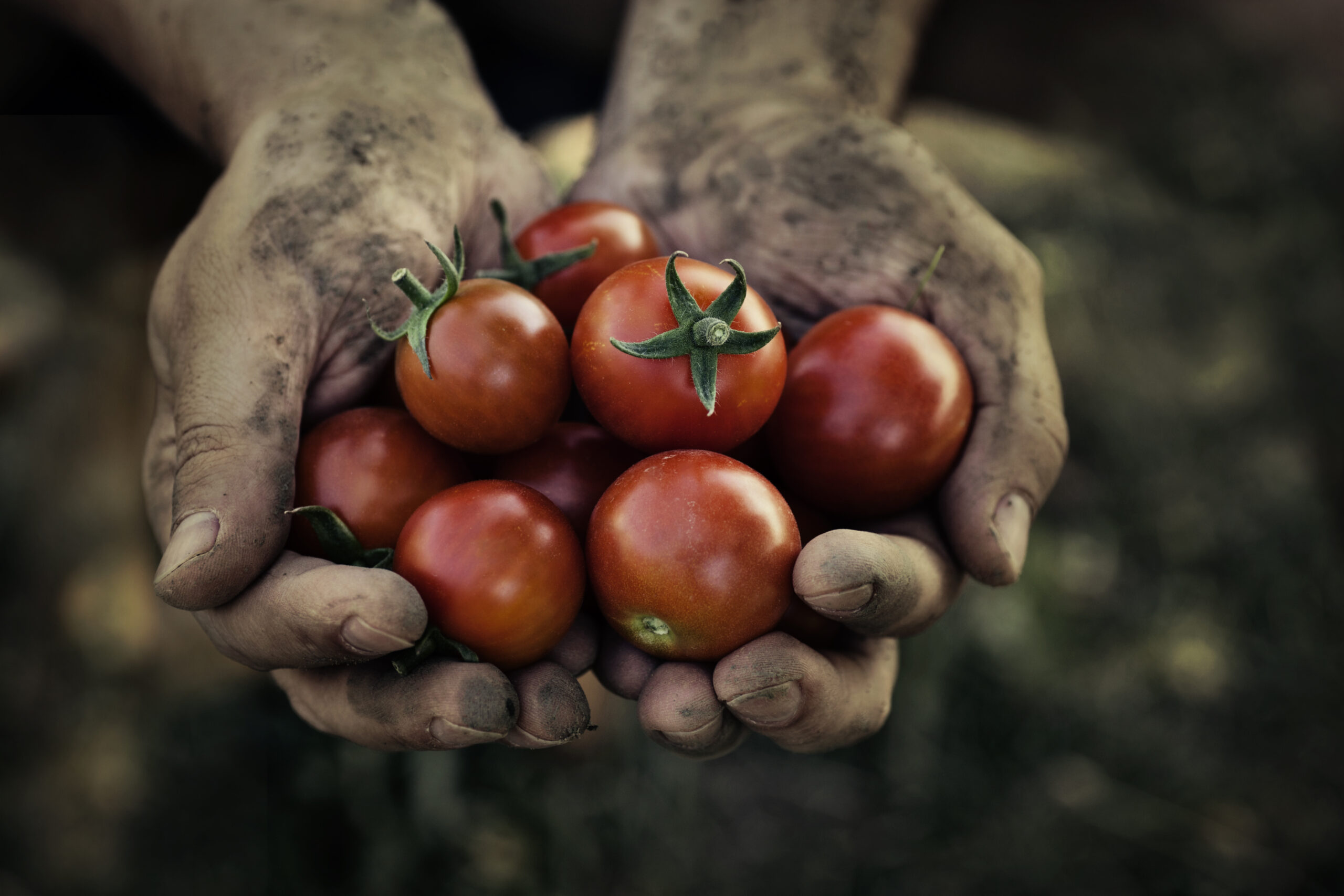 Rockgas LPG enriches tomato growth for Gourmet Mokai