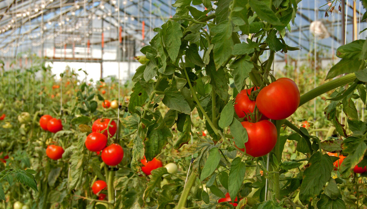 How gas helps greenhouses grow delicious fresh veggies
