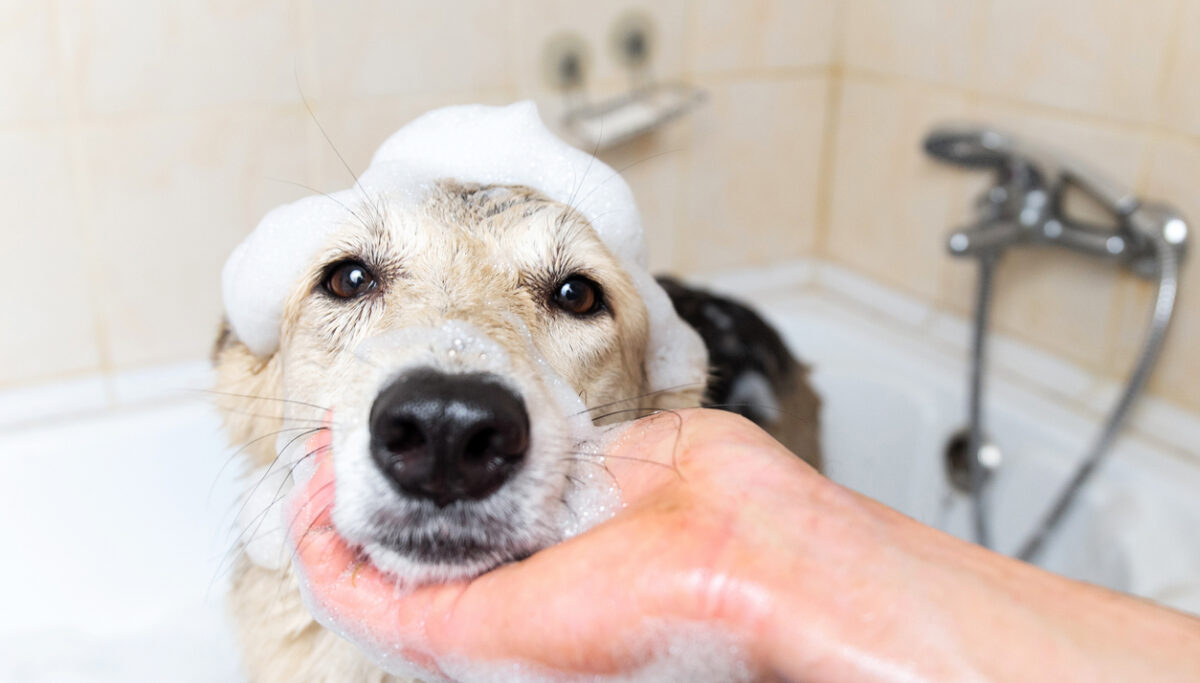 Dog jumped in the pond or rolled in the mud? Here is the ultimate guide on how to wash your dog