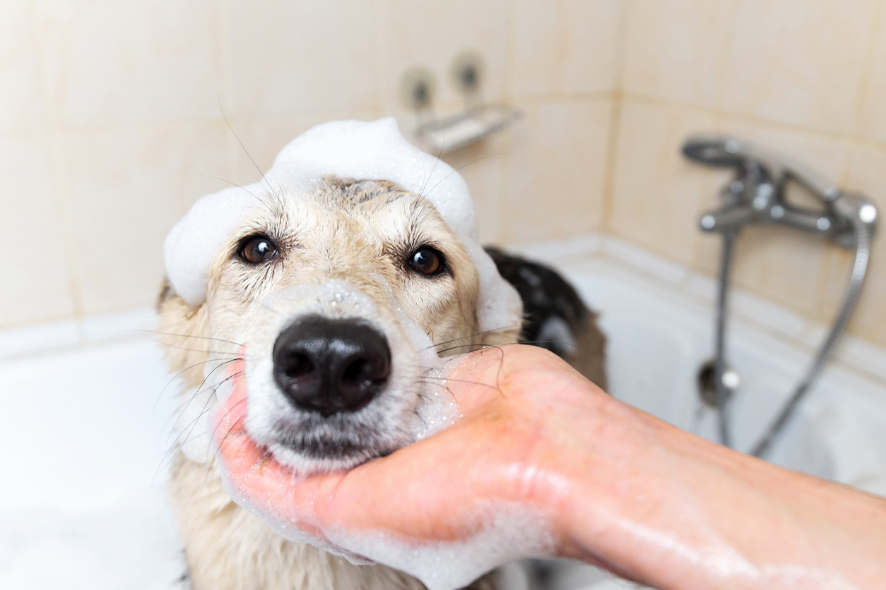 Dog jumped in the pond or rolled in the mud? Here is the ultimate guide on how to wash your dog